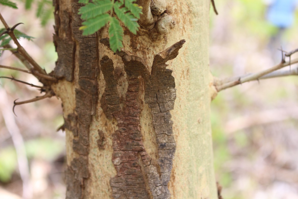 Vachellia leucophloea (Roxb.) Maslin, Seigler & Ebinger